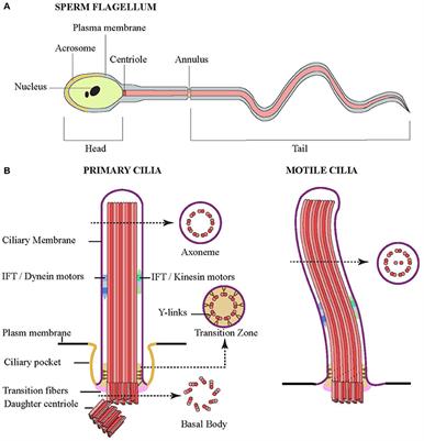 Uncovering the Roles of Septins in Cilia